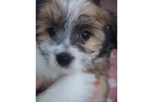 販売中の北海道のミックス犬-396259の3枚目